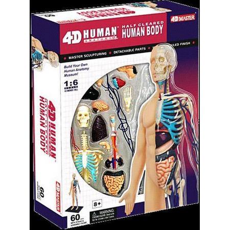 4D Menselijk Anatomie Model