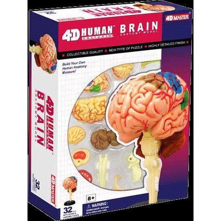 4D Menselijk Hersenen Anatomie Model