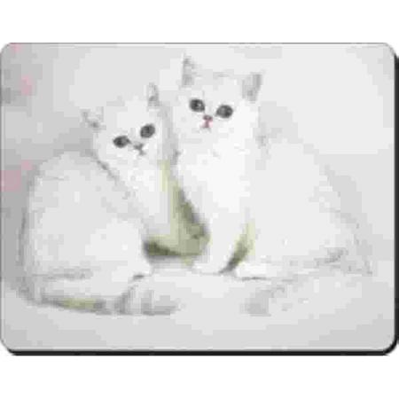 2 Witte Chinchilla Katten Muismat