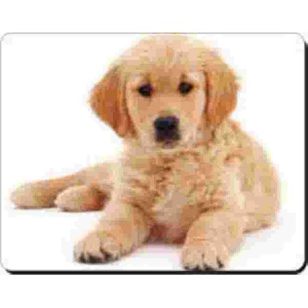 Golden Retriever pup (witte achtergrond) muismat