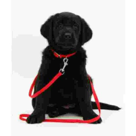 Labrador Pup met rode halsband Muismat