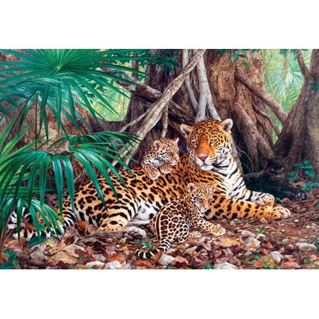 Jaguars in the jungle (limited distribution!)