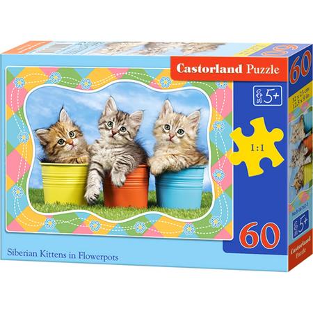 Siberian Kittens in Flowerpots - 60 stukjes