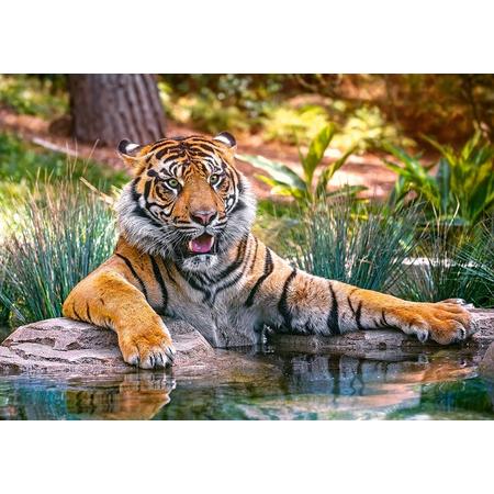 Sumatran Tiger - 500 stukjes