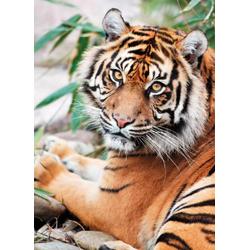 Clementoni Puzzel Sumatran Tiger - 1000 stukjes