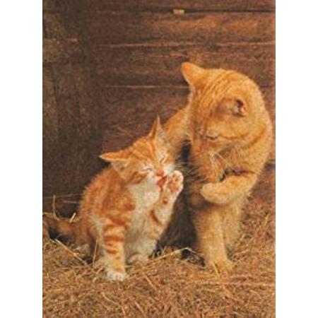 Legpuzzel - Kurk - 500 stukjes - Ginger Cats - Clementoni Puzzel