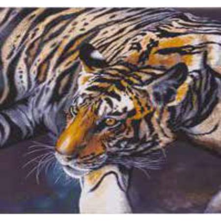 diamond painting 70x70 cm tijger