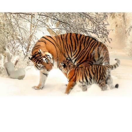 Siberische tijger met jong - Diamond Painting 40x50 (Volledige bedekking - Vierkante steentjes)