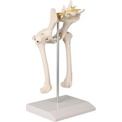 Anatomie model heup en bekken hond, 18x14x28 cm