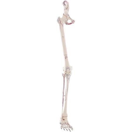 Het menselijk lichaam - anatomie model beenskelet en bekken met spieren
