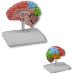 Het menselijk lichaam - anatomie model hersenen, rechter hersenhelft functioneel