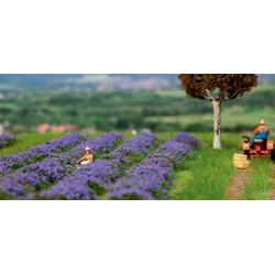   - Lavender field - FA181279 - modelbouwsets, hobbybouwspeelgoed voor kinderen, modelverf en accessoires