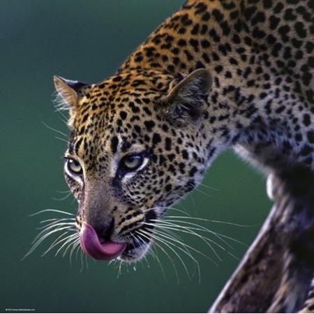 Leopard  - Legpuzzel - 1000 Stukjes