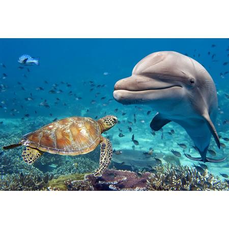 Schilderen op nummer dolfijn en schildpad - 40 x 50 centimeter