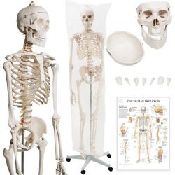 Jago - Levensgroot Menselijk Anatomie Skelet - 181,5cm - Medisch Model - Mobiel door middel van Wieltjes