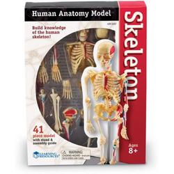Human anatomy model - menselijke anatomie model - het skelet