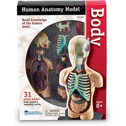 Human body - menselijke anatomie set - het lichaam/de torso