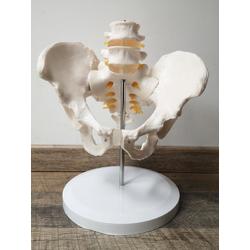Anatomisch model BEKKEN-HEUP-SKELET- anatomie
