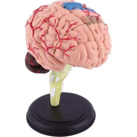 Anatomie Brein 4D - Anatomie Model -  Anatomie Hersenen - Het menselijk Lichaam