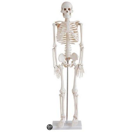 Mini-Skelet