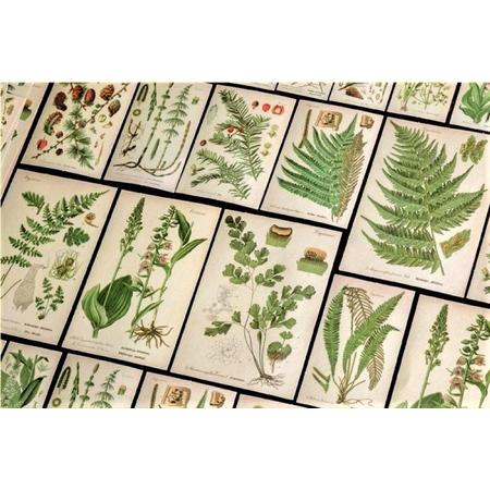 Botanica Stickerset - 60 stuks - Botanical Stickers