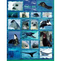 Sealife Dieren Stickers - Dolfijn, Zeehond, Orka
