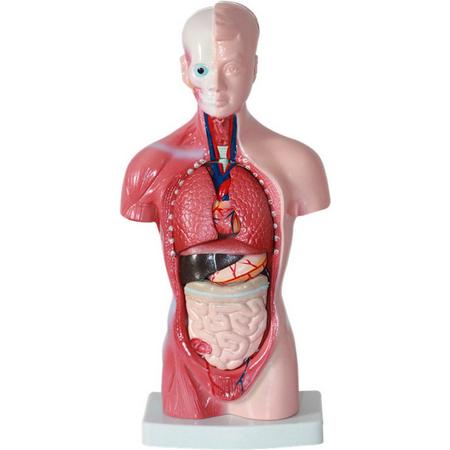 Nixnix - Anatomisch model - 26cm - Bovenlichaam - Menselijk lichaam - Educatief - Biologie - Anatomie