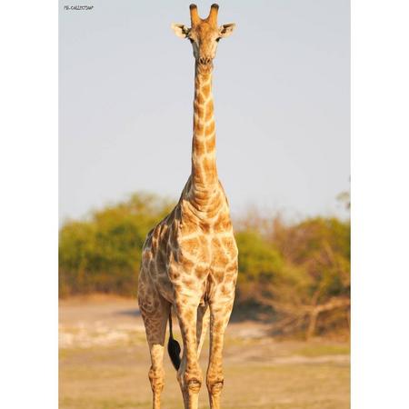2 stuks Tuinschilderij Africa Wild-Giraffe 50x70cm