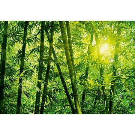 Bamboo Forest Fotobehang 366x254 cm