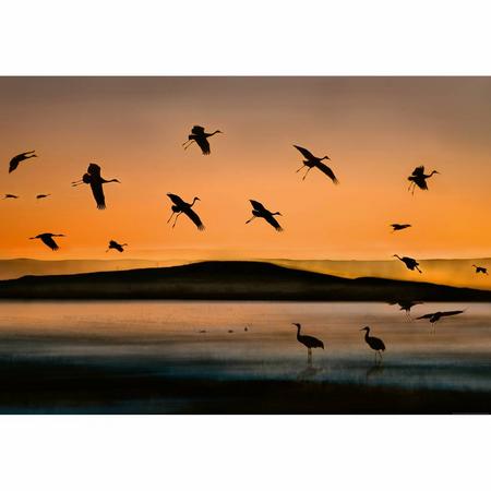 Fotobehang Birds at Sunset 4 delig 368 x 254 cm - Papier