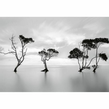 Fotobehang Trees in still water 4 delig 368 x 254 cm - Papier