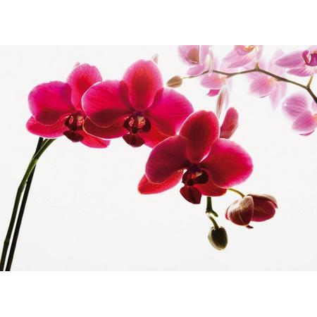 fotobehang Orchidee bestaande uit 4 delen, totaal formaat 232x315cm