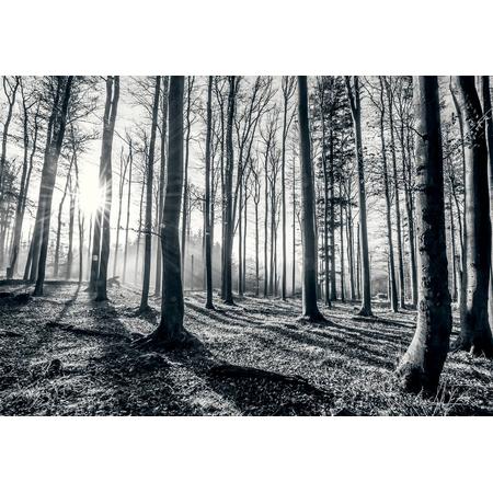 fotobehang bos zwart wit 253 x 366 cm