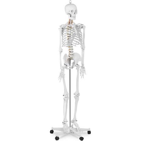 Physa Anatomisch model menselijk skelet PHY-SK-1 - levensgroot
