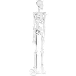 Physa Anatomisch model mini skelet PHY-SK-6 - verhouding 1:4