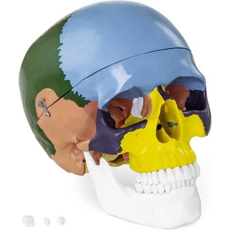 Physa Anatomisch model schedel - in kleur