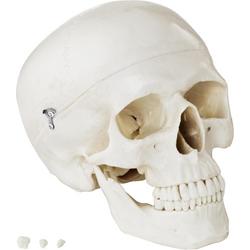Physa Anatomisch model schedel - wit