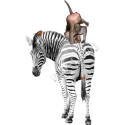 Strijkapplicatie Zebra