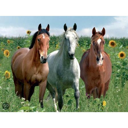 Paarden Tussen De Zonnebloemen