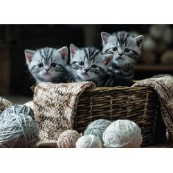 Rebo puzzel - Cute Kittens - 1000 st