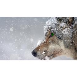 Diamond Painting Wolf in de sneeuw - Volledig - Full - 50x30 cm - SEOS Shop ®