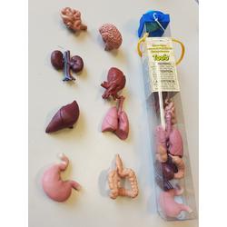 Tube met 8 mini figuren menselijke organen
