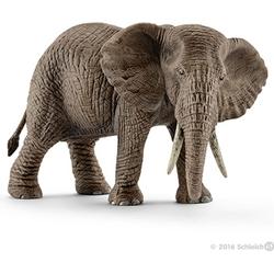 African elephant, female