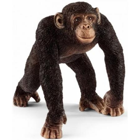 Chimpansee Mannetje