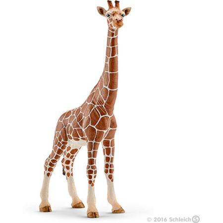 Giraffe, female
