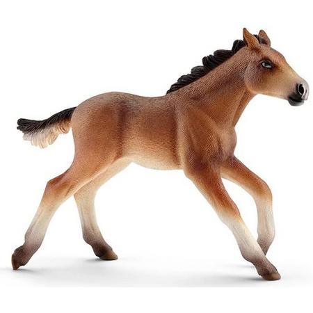 Mustang foal