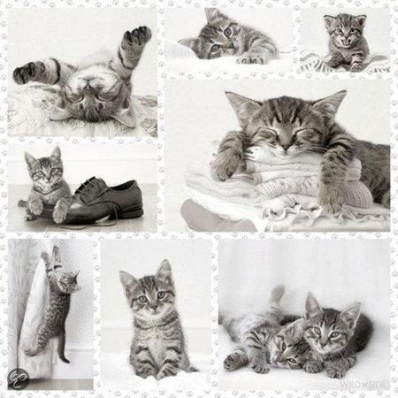 Schmidt Puzzel - Kittens