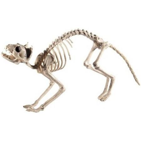 Halloween - Kat/poes skelet halloween/horror decoratie 60 cm