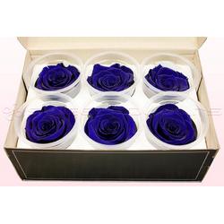 Echte rozen - Kleur Donker Blauw - Maat L, 6 rozen - 100% natuurlijk