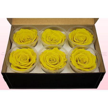 Echte rozen - Kleur Geel- Maat XL, 6 rozen - 100% natuurlijk